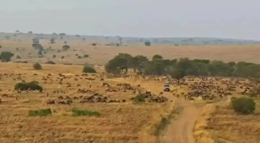 아프리카의 크립토, 간단하고 순수하다